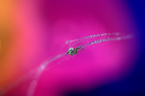 spider spider web drops