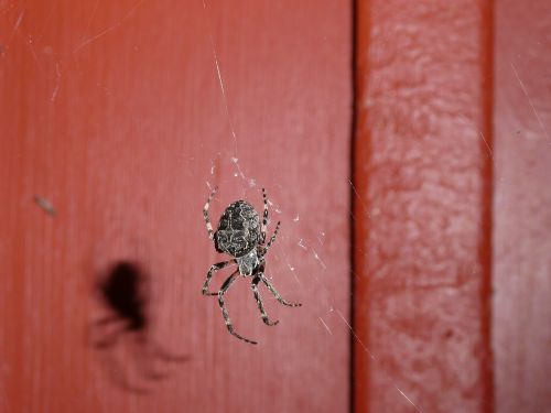 spider climb nature