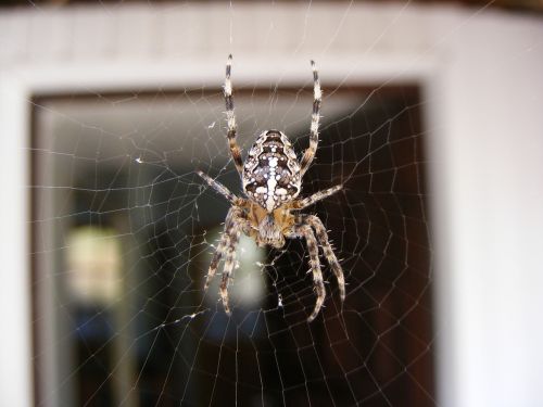 spider nature cobweb