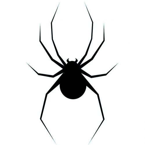 spider arachnid nature