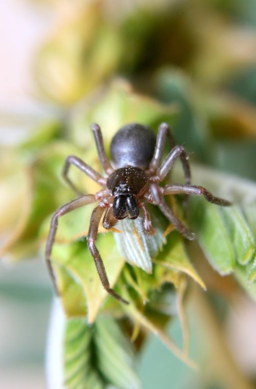 spider arachnid predator