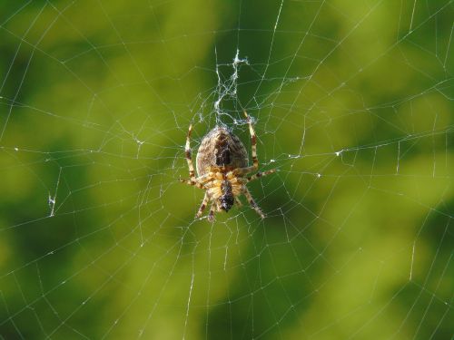 spider network cobweb