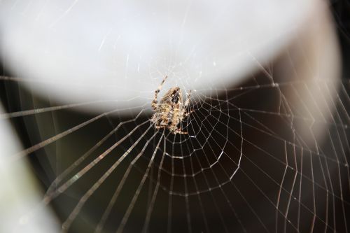 spider network cobweb