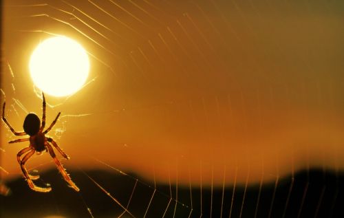 spider sun sunset