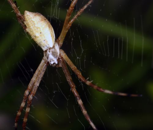 spider macro biology