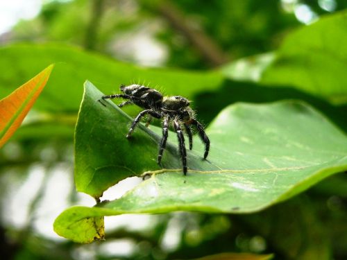 spider tarantula black