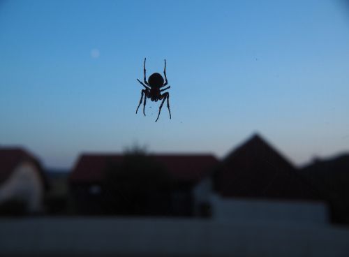 spider network abendstimmung