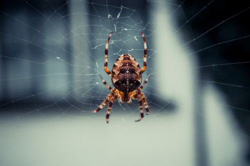 spider spiderweb web
