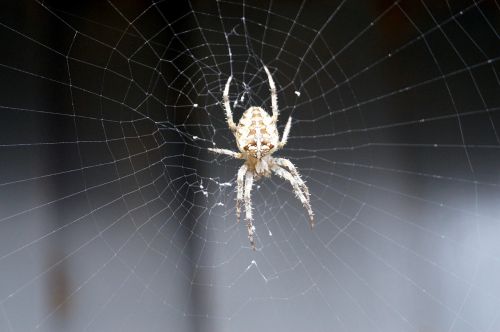 spider insect cobweb