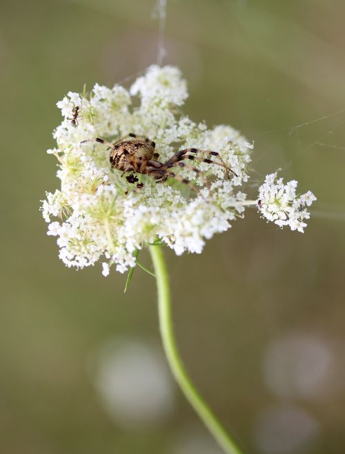 spider flower white