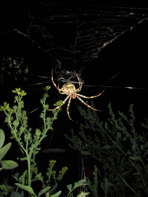 spider argiope argentata night