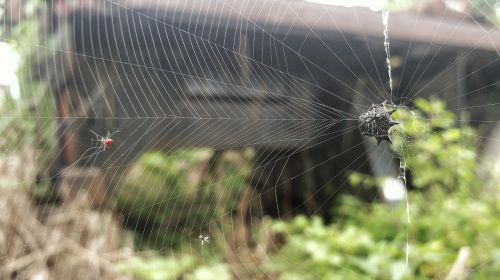 spider nature spiderweb