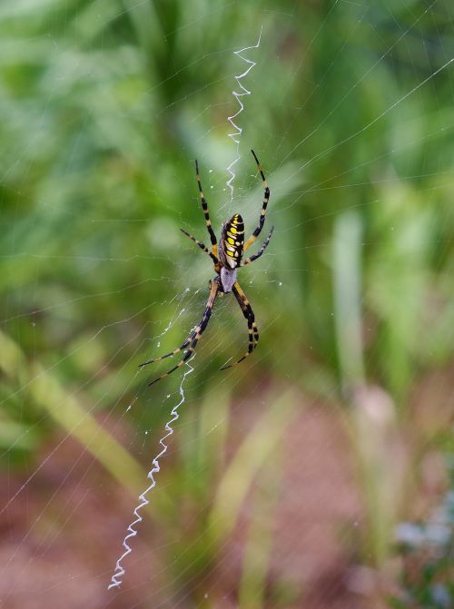 spider orb weaver web