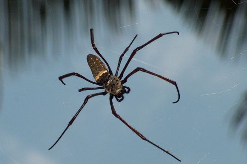 spider tropics arachne