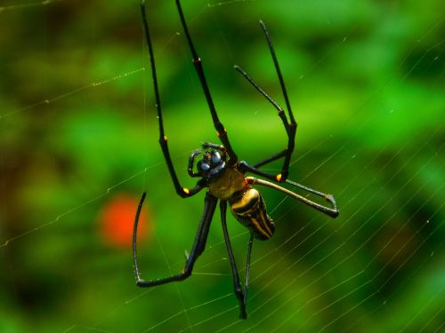 spider web nature
