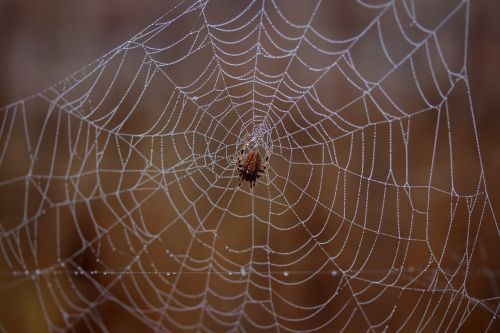 spider spider web wet