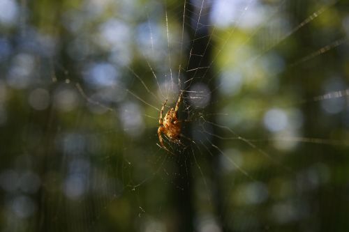 spider forest spider web