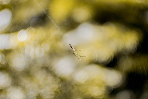 spider bokeh nature