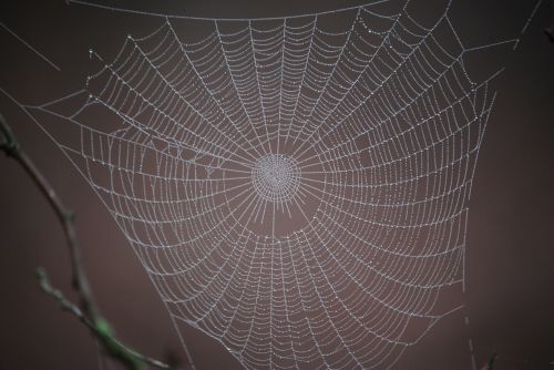 spider web winter