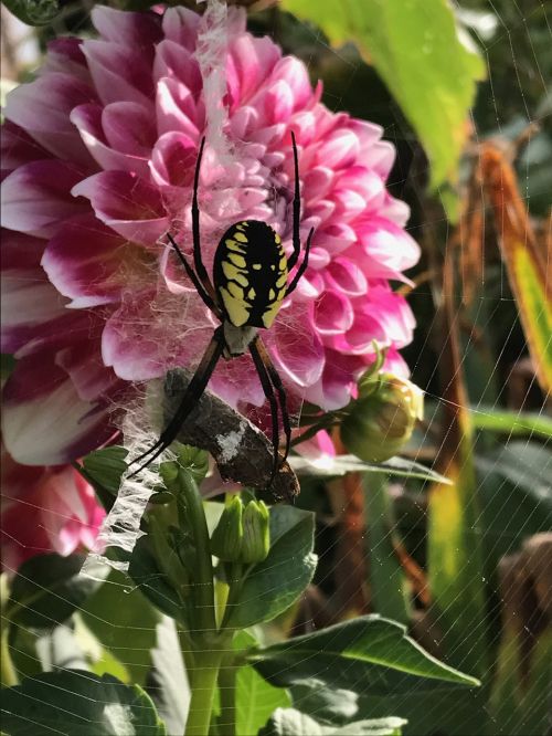 spider web flower