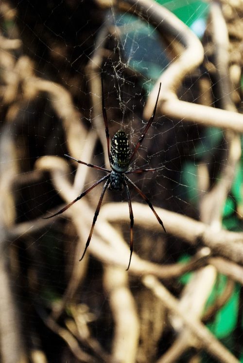 spider web arachnid