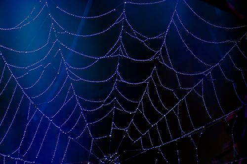 spider web blue