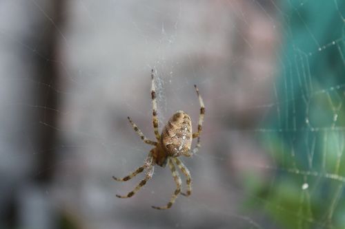 spider spider web nature