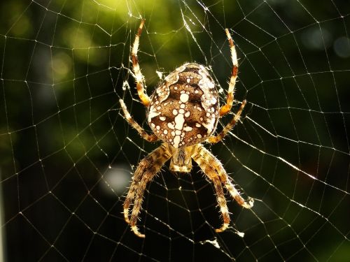 spider spider's web arachnid