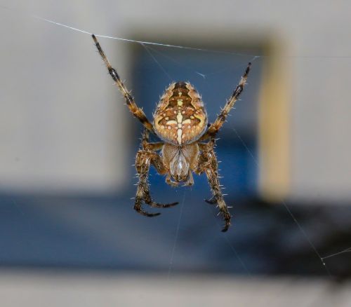 spider arachnid cobweb