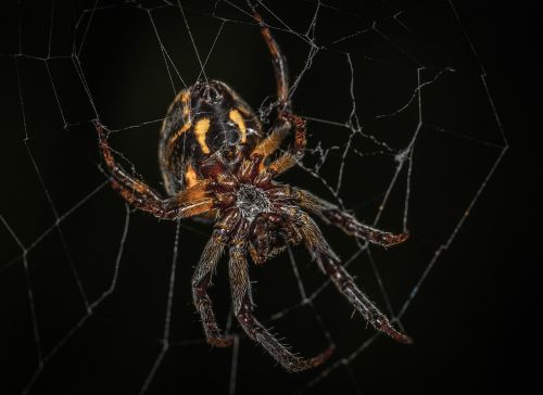 spider spider web trap