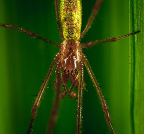 spider bespozvonochnoe macro