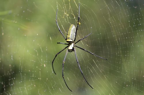 spider insect spiderweb