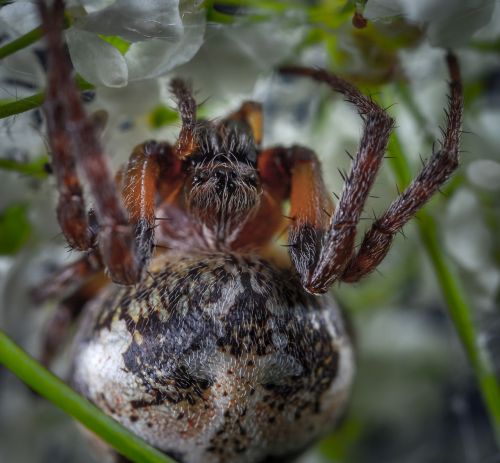 spider nature living nature