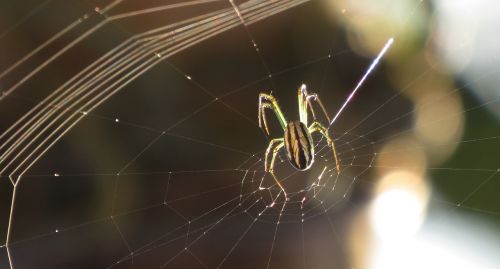 spider arachnid web