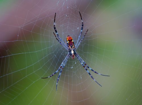 spider spiderweb darwin nt