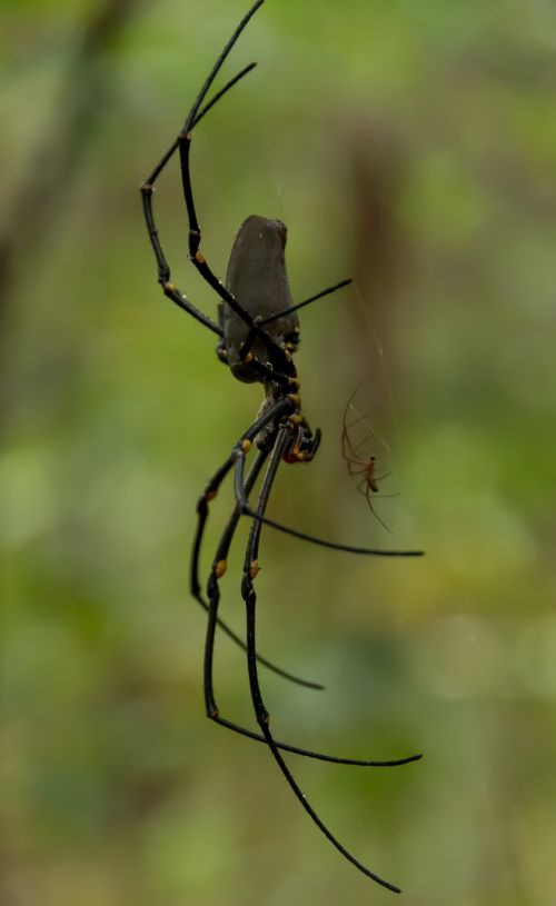 spider web large