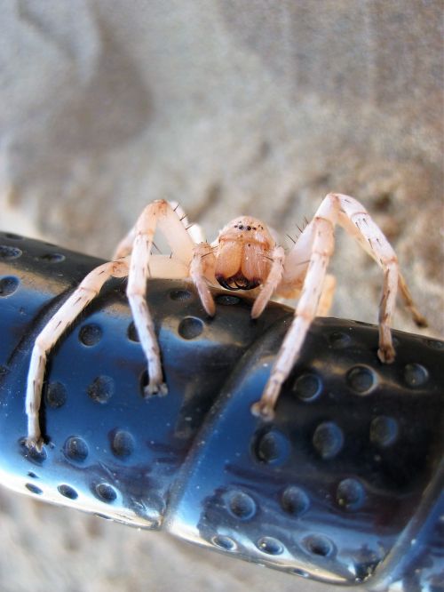 spider spider in the namib desert
