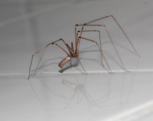 spider arachnids legs