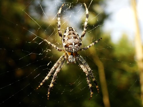 spider  arachnid  spider's web