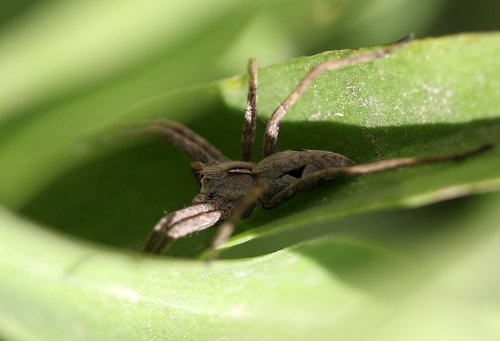 spider  arachnid  gray