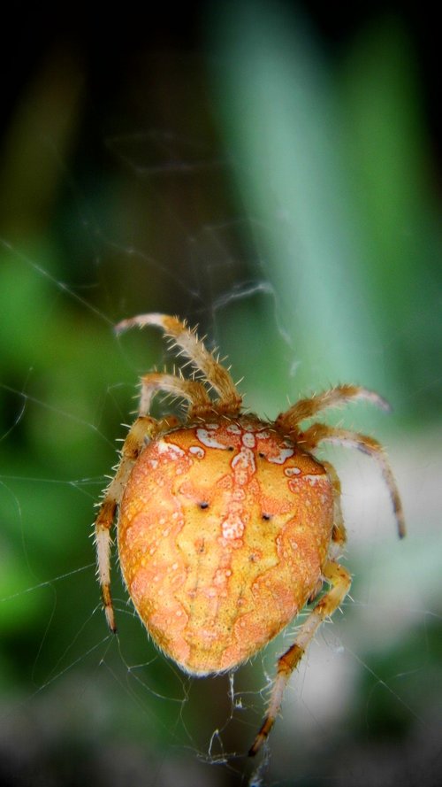 spider  strašidelní  spider web