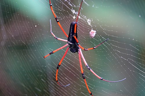 spider  arachnid  cobweb