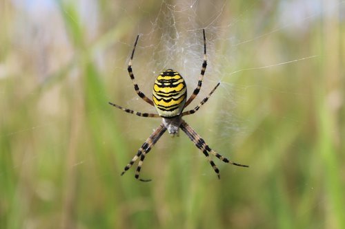 spider  spiderweb  insect
