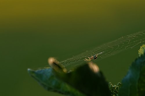 spider  animal world  leaf