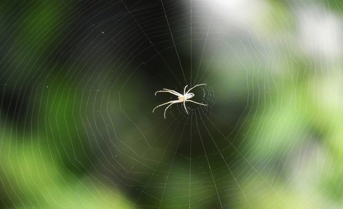 spider  abstract  web