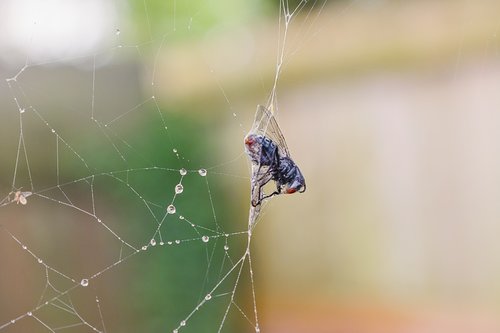 spider  spiderweb  insect