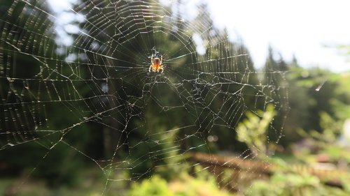 spider  nature  web