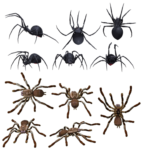 spider  spiders  arachnid