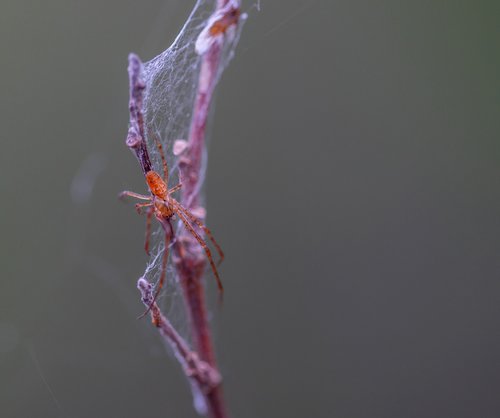 spider  spider web  macro