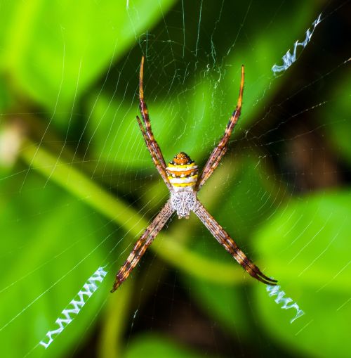 spider arachnid network